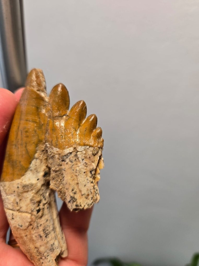 Valas - Fossiiliset hampaat - 9 cm - 4 cm (Ei pohjahintaa) #3.2