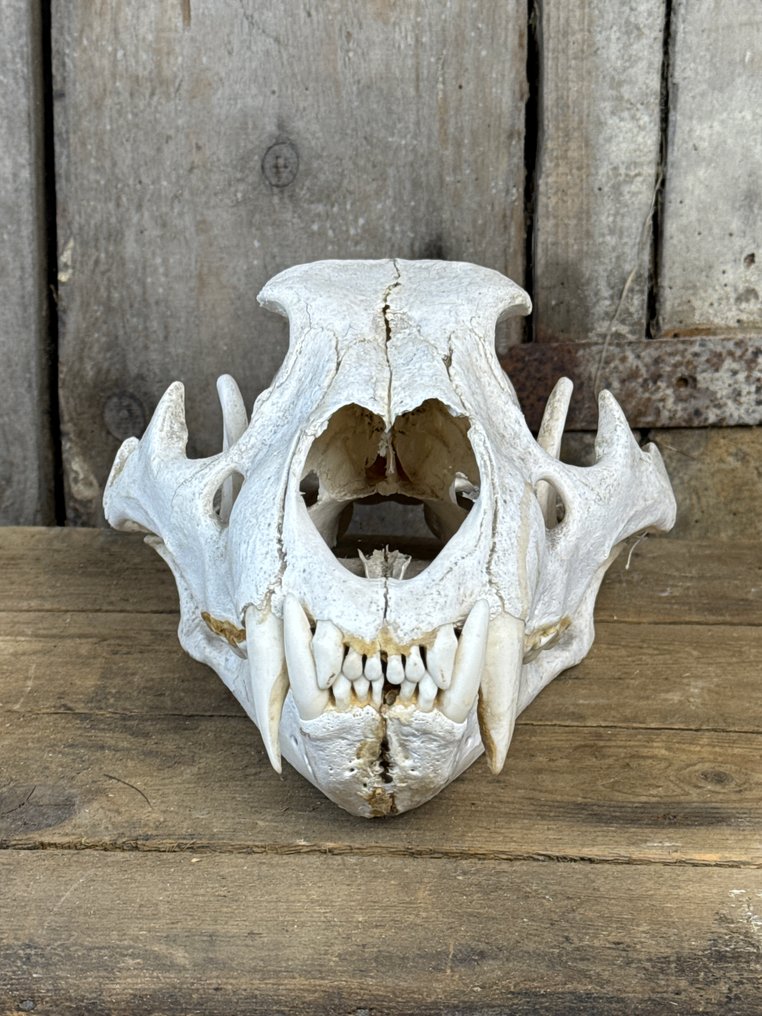 Lion Skull - Panthera leo - 16 cm - 20 cm - 32 cm- CITES Appendix II - Annex B in the EU #1.0