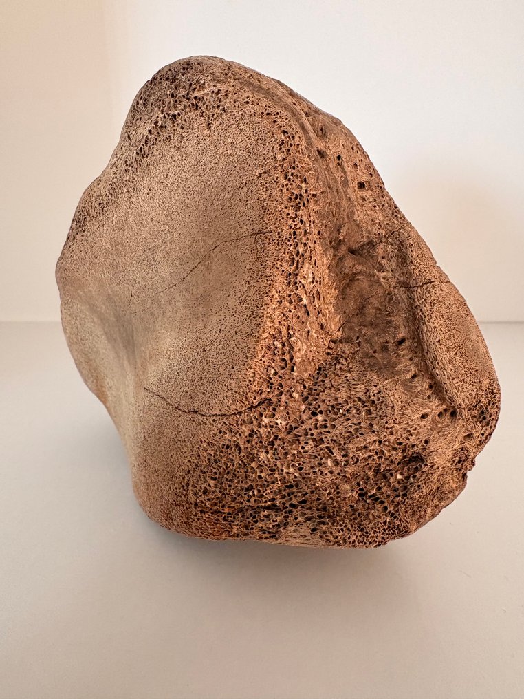 Uldhåret mammut - Fossil knogle - 13 cm - 13 cm (Ingen mindstepris) #3.2