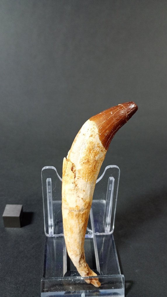 Whale - Απολιθωμένο δόντι - Basilosaurus sp. - 9.5 cm  (χωρίς τιμή ασφαλείας) #1.0