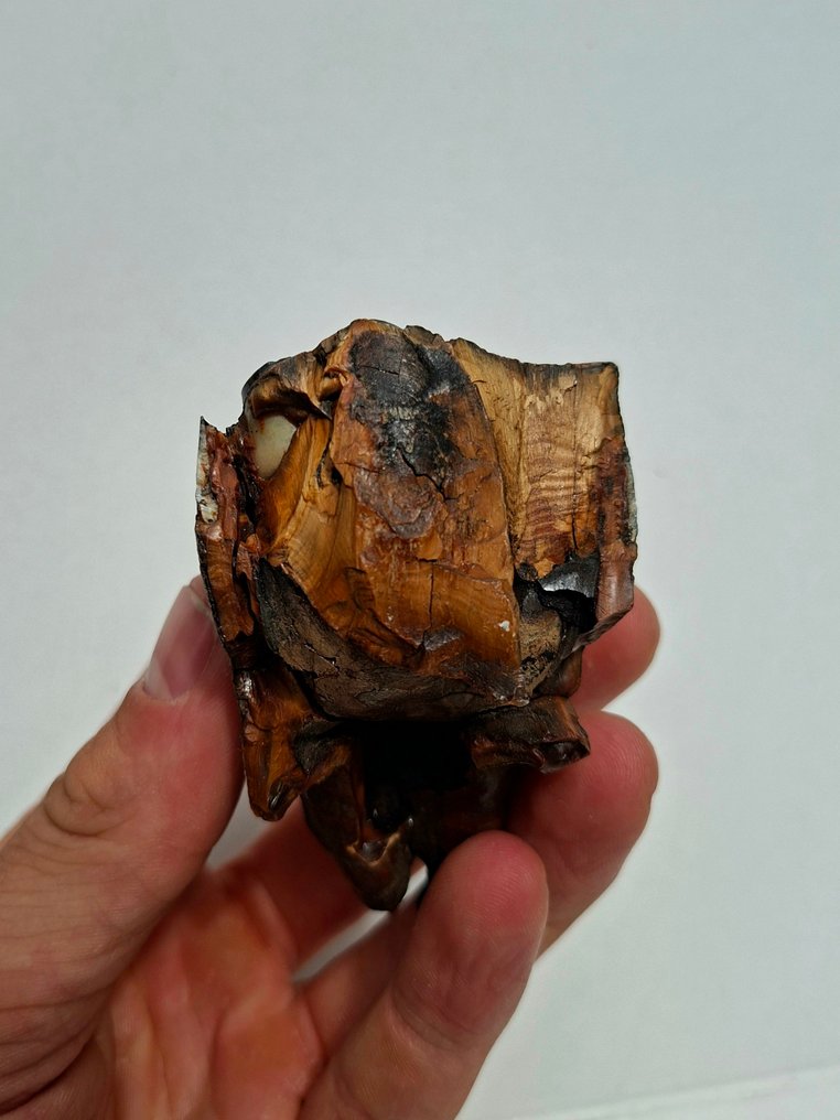 披毛犀 - 臼齒化石 - Coelodonta antiquitatis MOLAR - 7 cm - 5.5 cm  (沒有保留價) #4.3