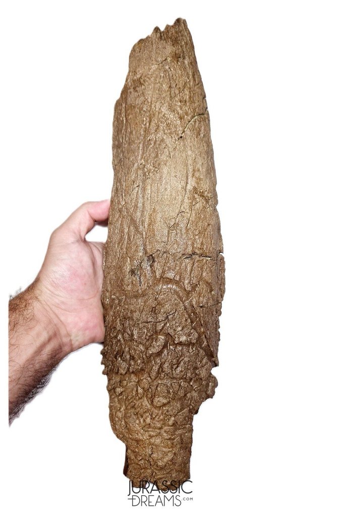 博物馆级三角龙(Triceratops horridus)三角角化石标本 - 晚白垩纪 - 兰斯组 - 化石骨架 #1.0