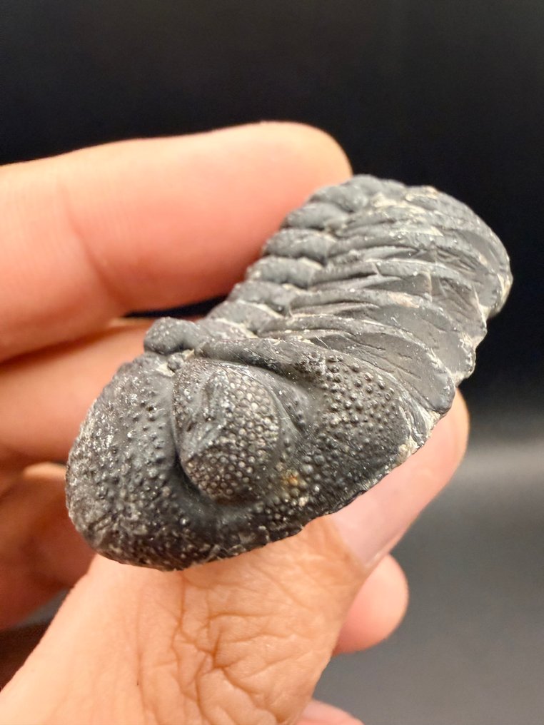 Trilobite - Απολιθωμένο ζώο - Reedops - 4.2 cm (χωρίς τιμή ασφαλείας) #1.0