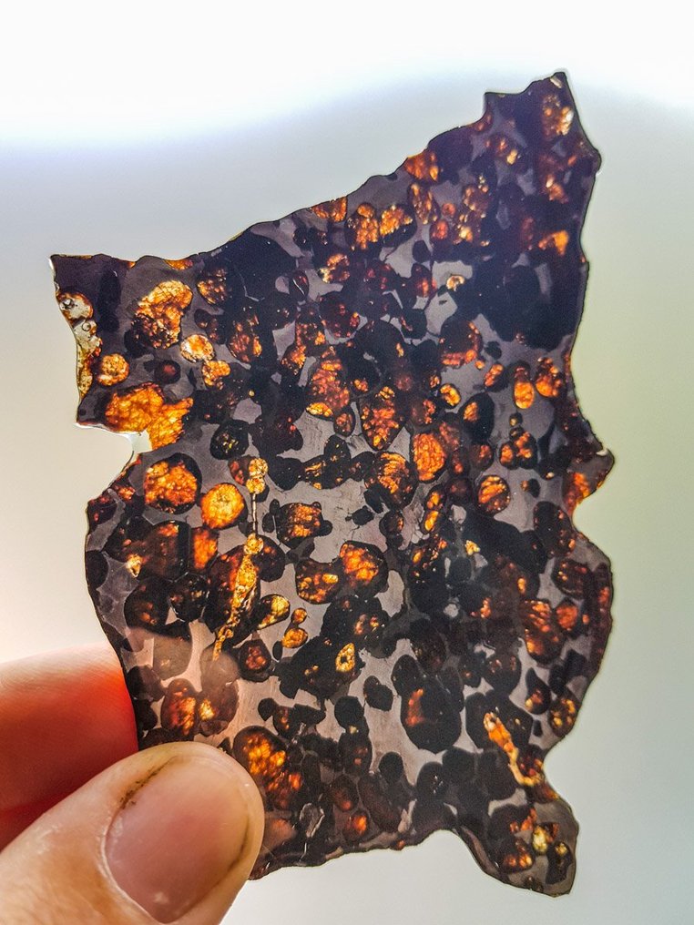 Παλλασίτης Σερίχο παλλασίτης - Ύψος: 13.5 cm - Πλάτος: 9 cm - 34 g #1.0