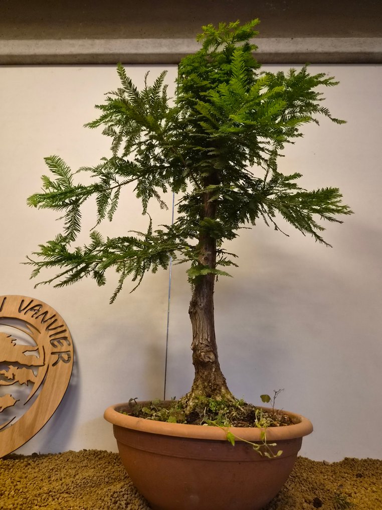 sequoia nord - 高度 (树干): 73 cm - 深度 (树干): 50 cm - 比利时 #1.0