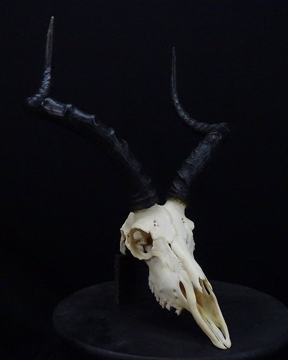 teschio di camaleonte velato