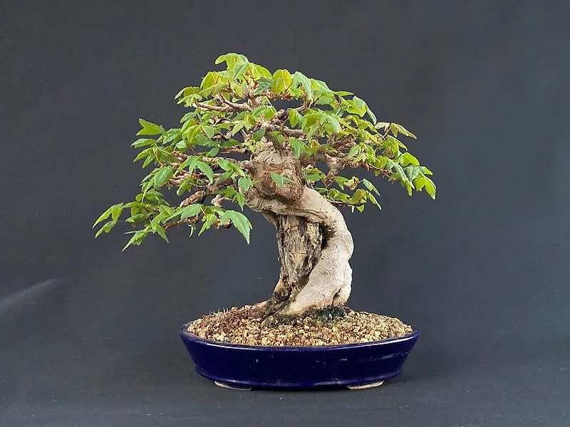 Poterie bonsai cascade ou semie cascade en grés non émaillé