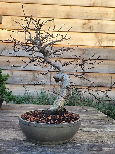 vente de houx du Japon - bonsaï