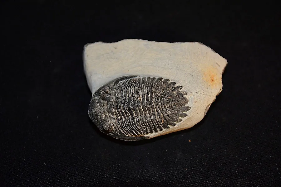 Bee fossil hot sale for sale
