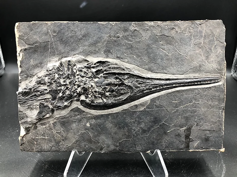 Carapace Fossil for Sale in Online Auctions