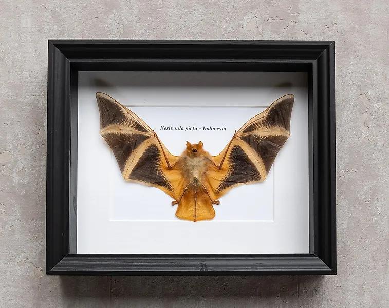 Bat Taxidermy for Sale in Online Auctions