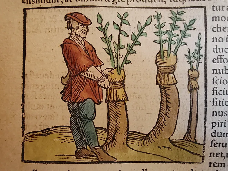 Sebastian Münster (1489–1552) - Cosmographia Universalis - Innesti e città di Ulma - 1550