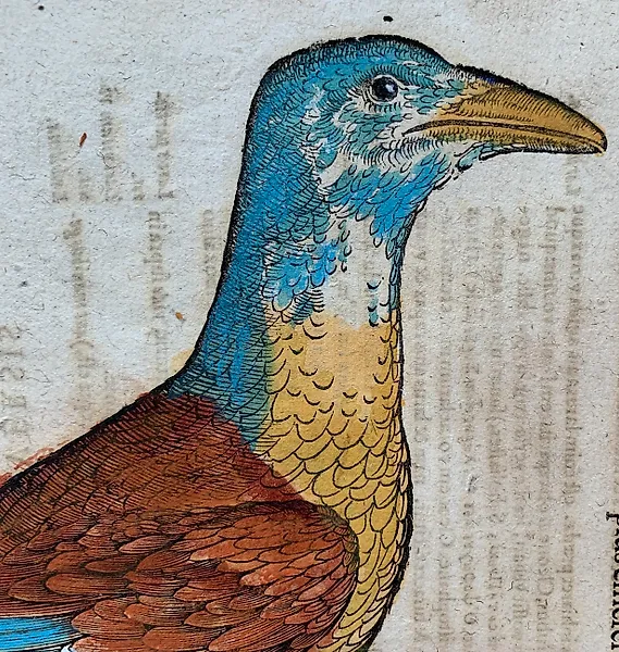 Conrad Gesner - Vogelbuch - 1671
