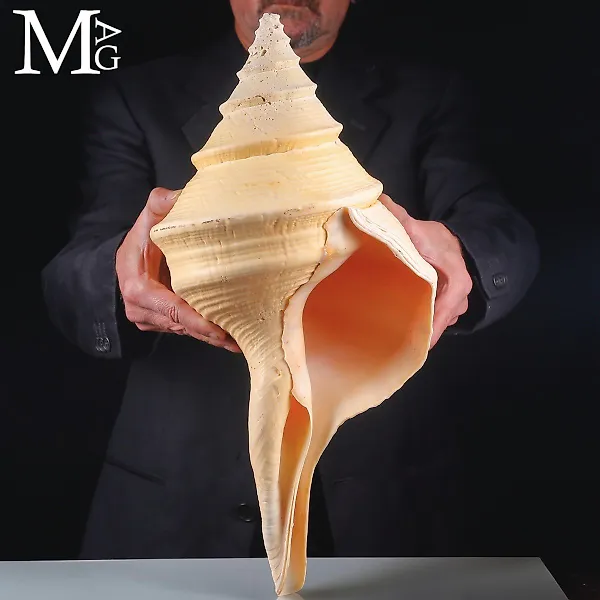 Extraordinary Syrinx Aruanus Shell - Giant Size - Extra Quality - Height: 502 mm - Width: 244 mm- 2853 g - (1)