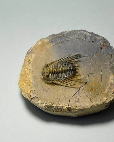 三葉蟲- 甲殼化石- Coronocephalus ovatus - Catawiki