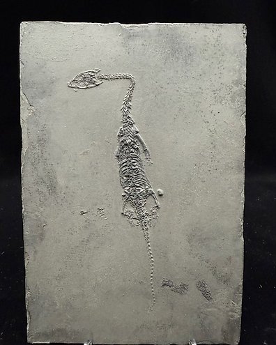 Fossil - Fossil matrix - Mixosaurus - 60 cm - 33 cm