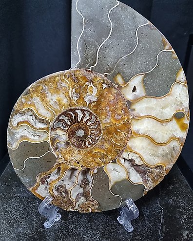菊石圖 旋菊石(開窗) #29 | 化石先生Mr. Fossil｜Hansa Creation