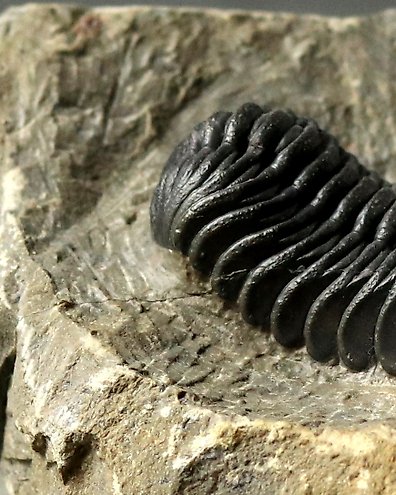 三葉蟲- 甲殼化石- Coronocephalus ovatus - Catawiki