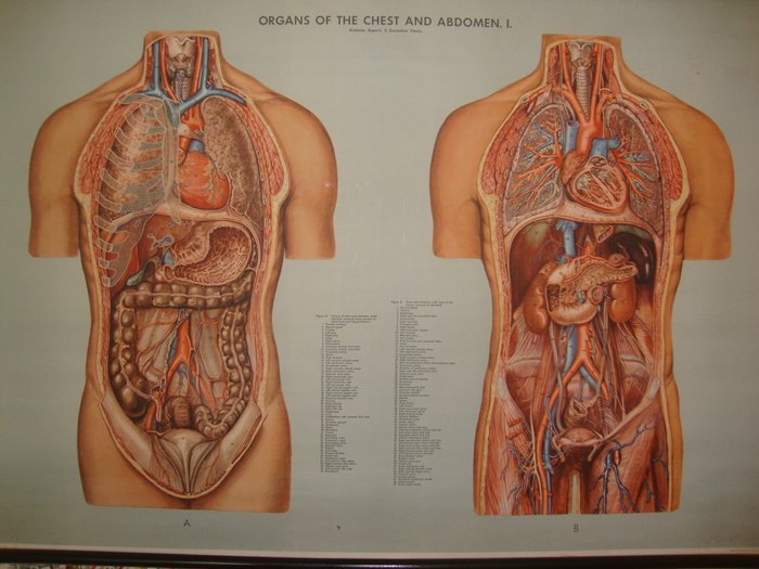Внутренние органы фото. Анатомия женщины. Анатомия женских органов. Анатомия человека внутренние органы. Анатомия человека внутренние органы мужчины.