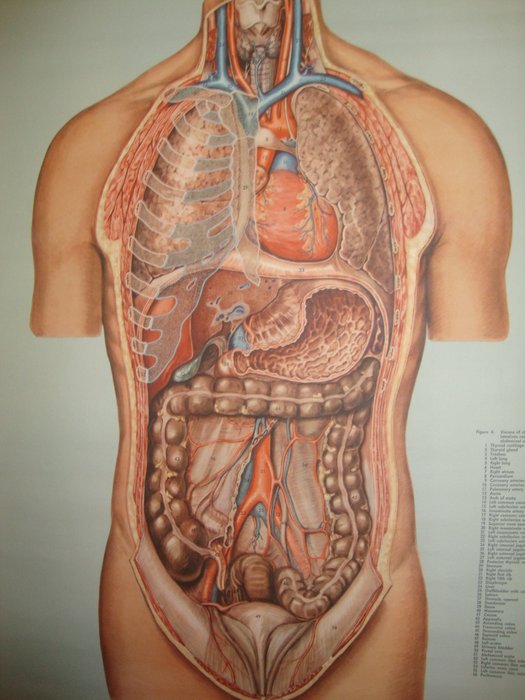 Внутренняя часть живота. Органы человека. Человеческий организм. Внутренние органы. Строение внутренних органов.