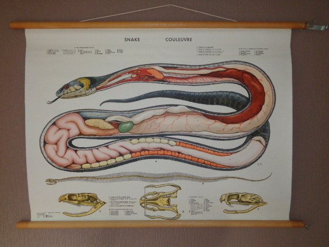 Какое тело у змей. Змея в разрезе. Строение змеи органы.