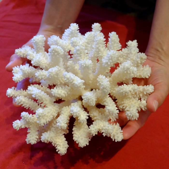 Скелет коралла. Акропора коралл. Коралл Стагхорн. Акропора коралл белая. Мадрепоровые кораллы.