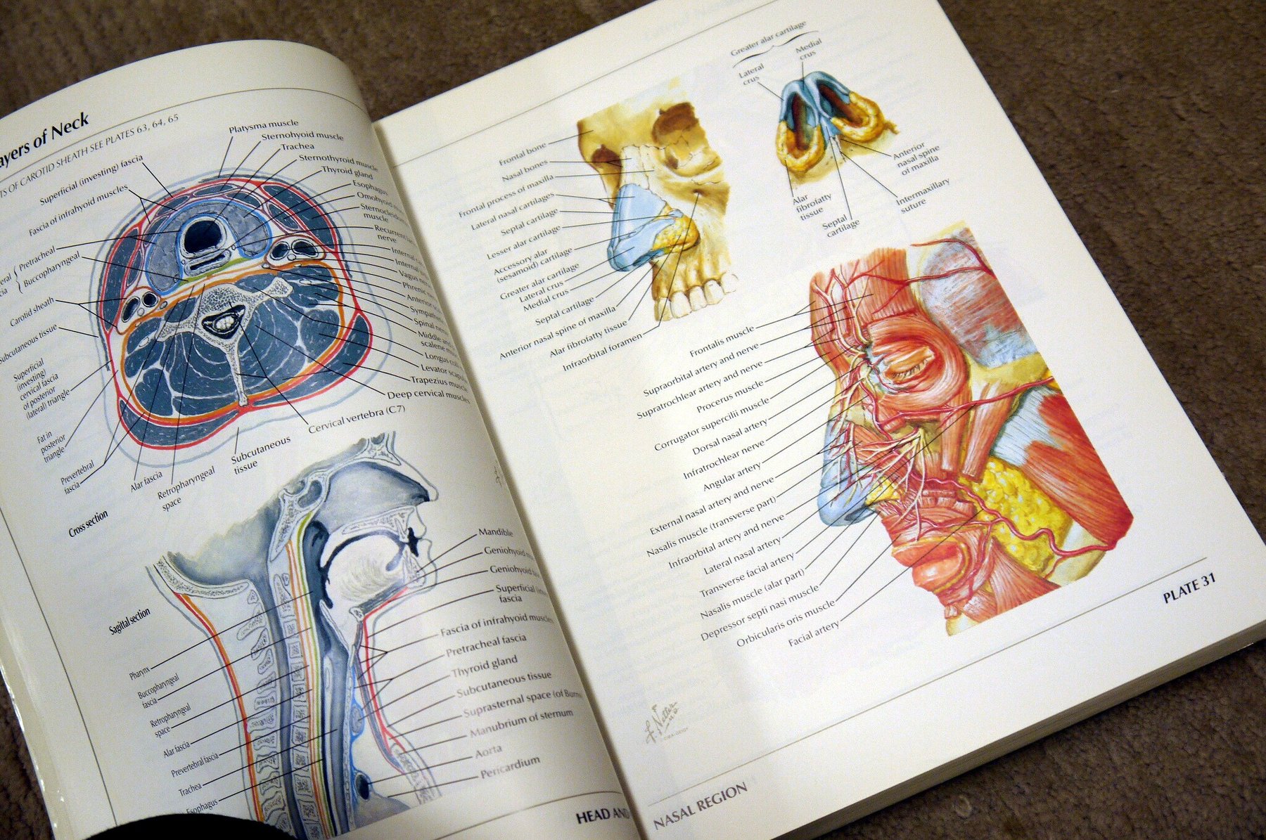 Frank Atlas of human anatomy 1995 Catawiki
