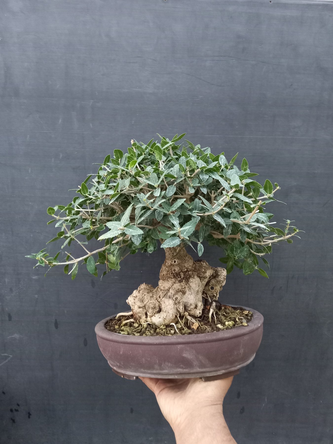 Bonsai Phillirea 30×30 cm Italy Catawiki