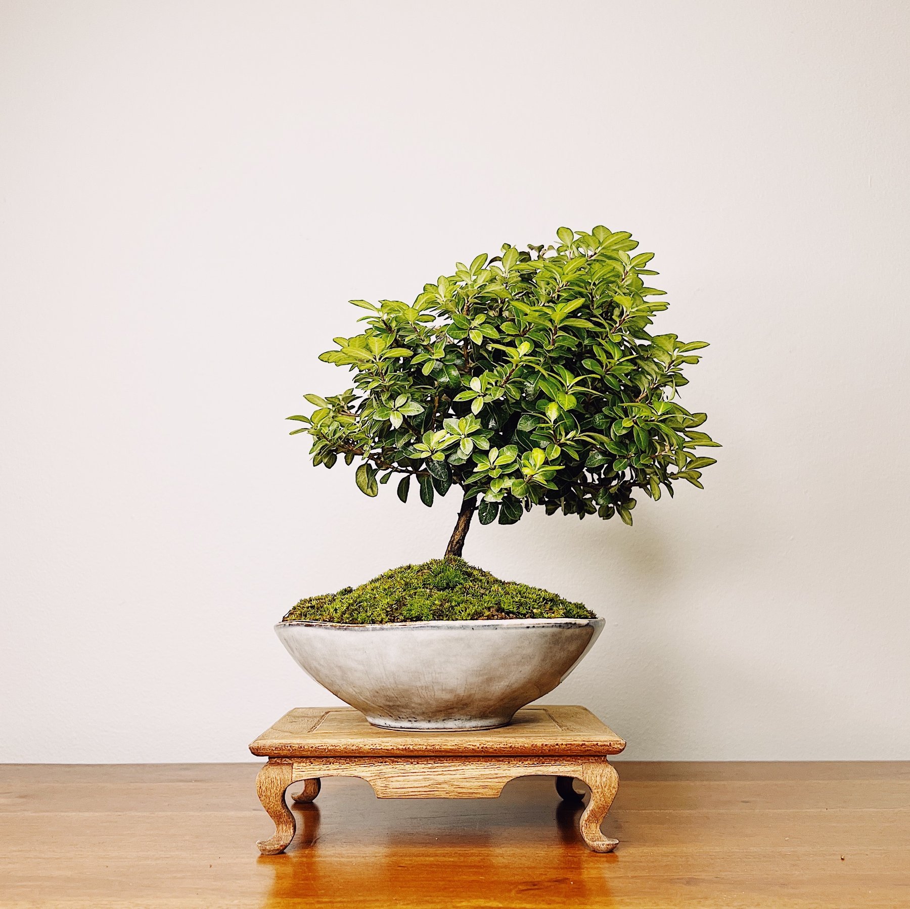 Enhancing The Elegance Of Gardenia Bonsai: A Comprehensive Guide To Care And Cultivation