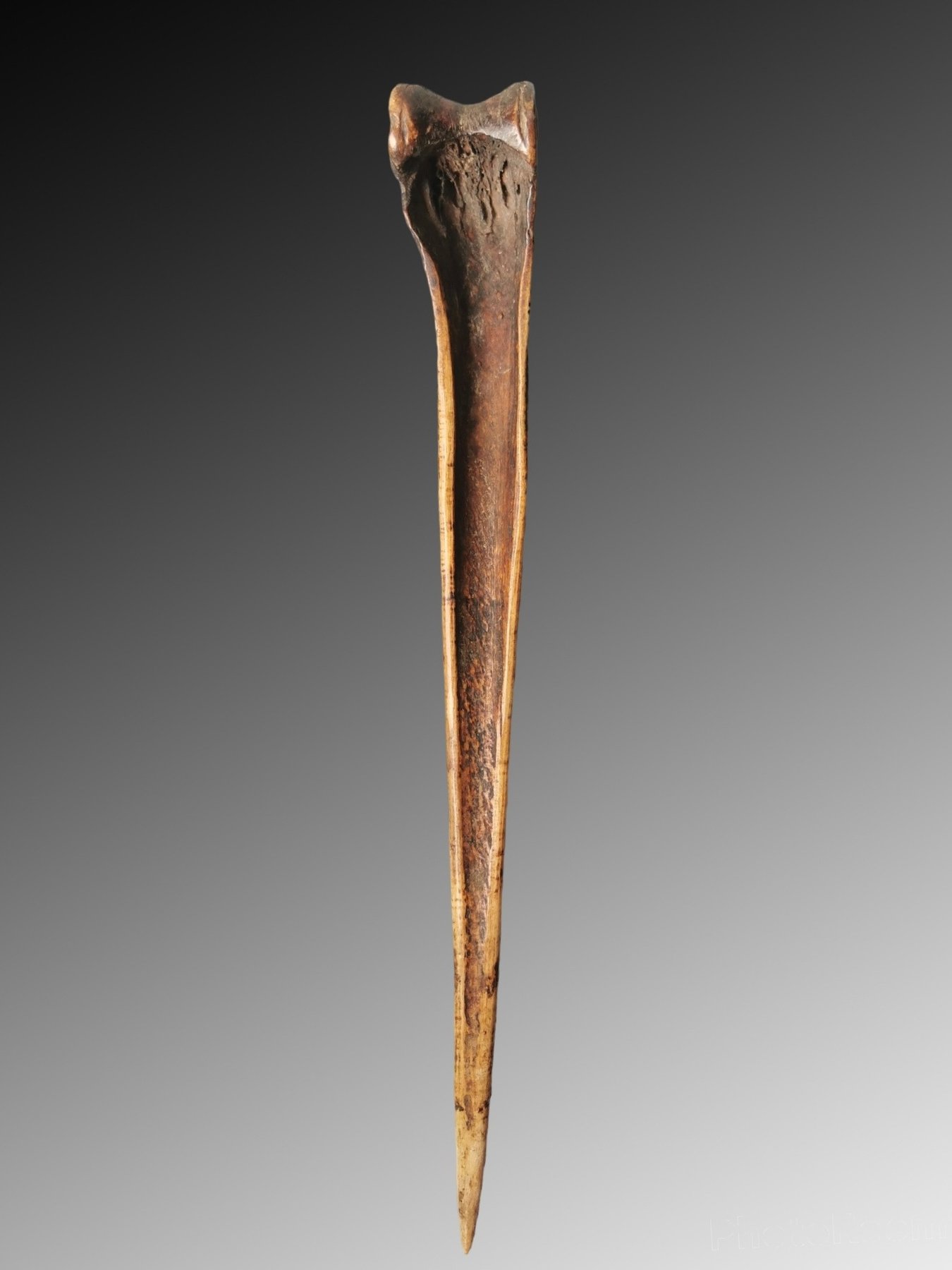 Dagger - Cassowary bone - Abelam - Maprik, Papua New Guinea - Catawiki