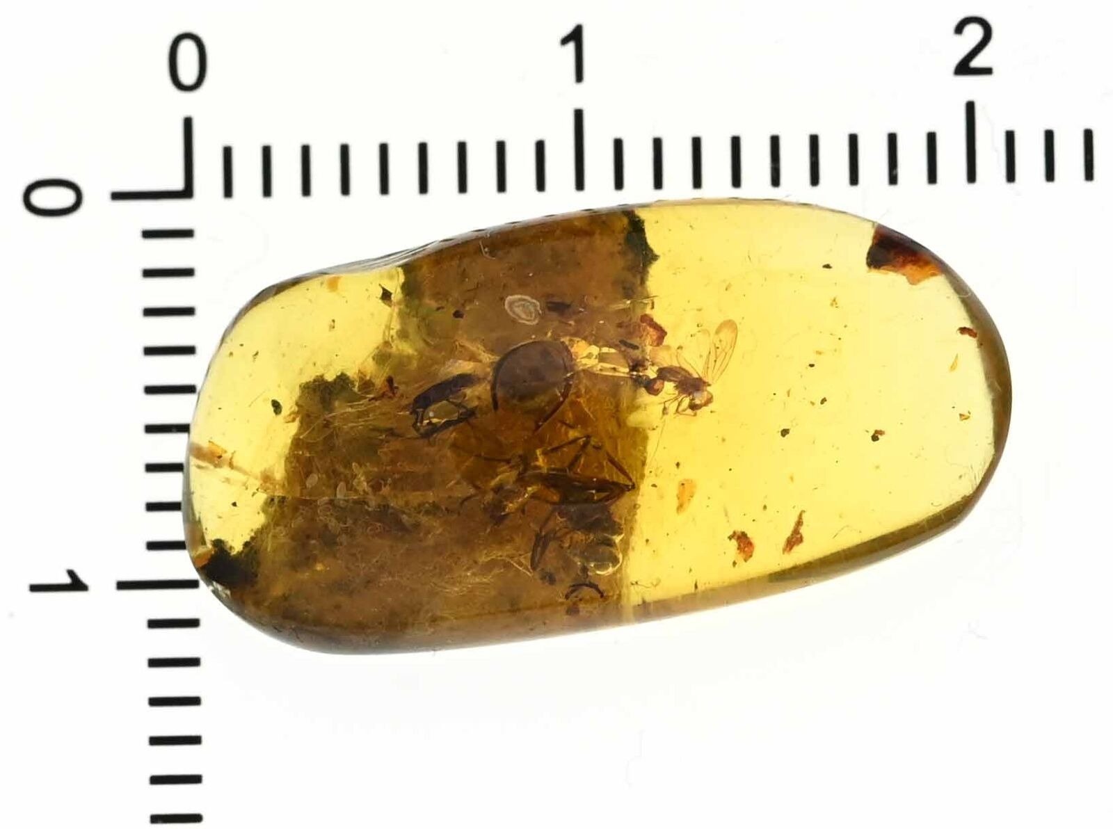 Burmese Amber - Extinct Large Ant with stinger! - Catawiki