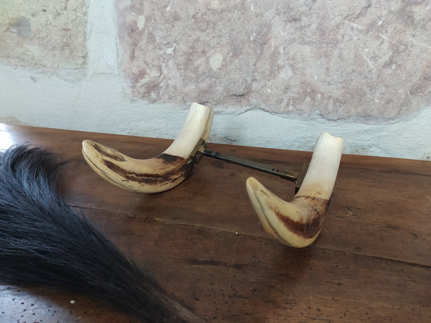 African Warthog Pair from Tusks + Wildebeest Start - - Catawiki