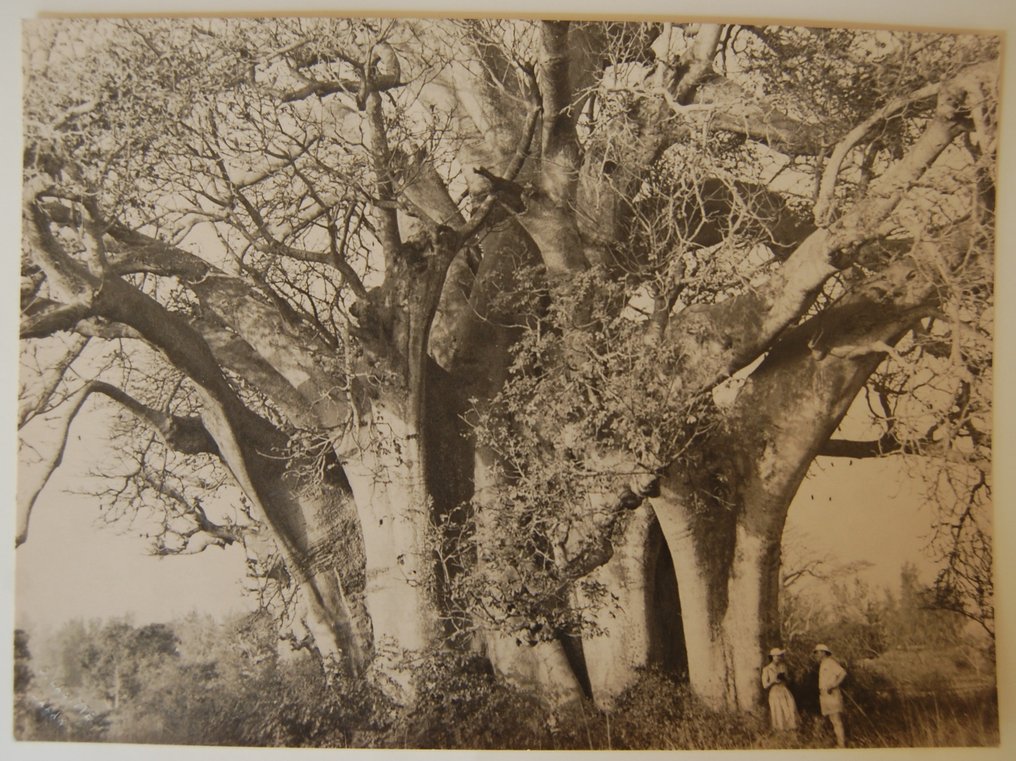 Labitte 19301950 Catawiki