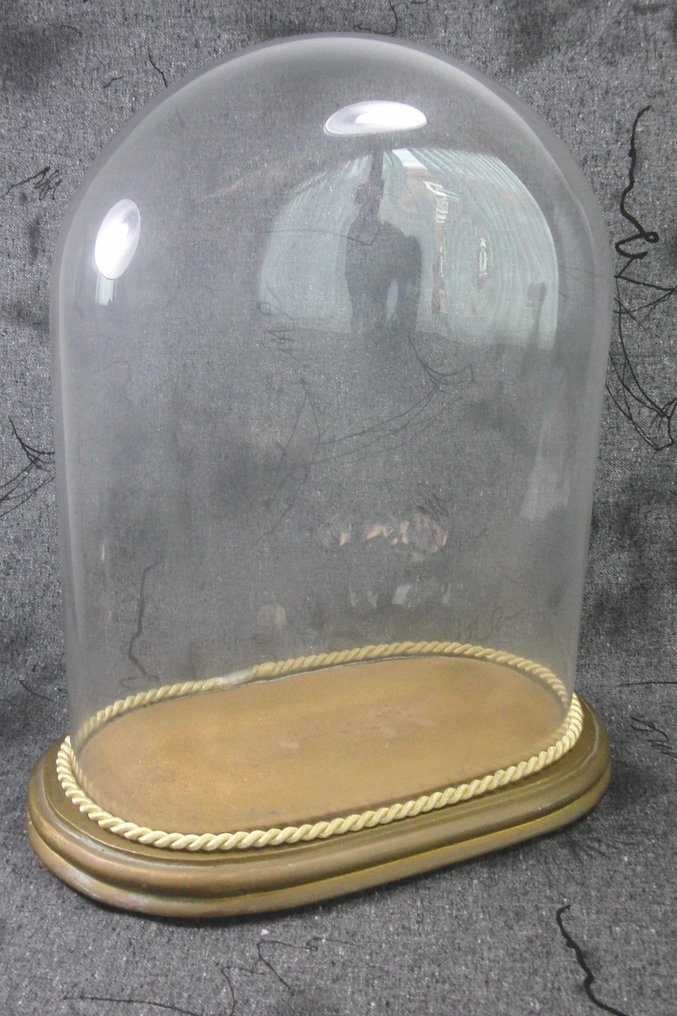 Schurk boog moederlijk grote oude ovale glazen stolp - 45 cm - Glas - Catawiki