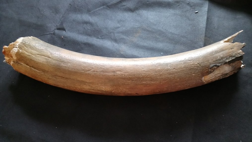 Extinct Types Of Bananas lupon.gov.ph