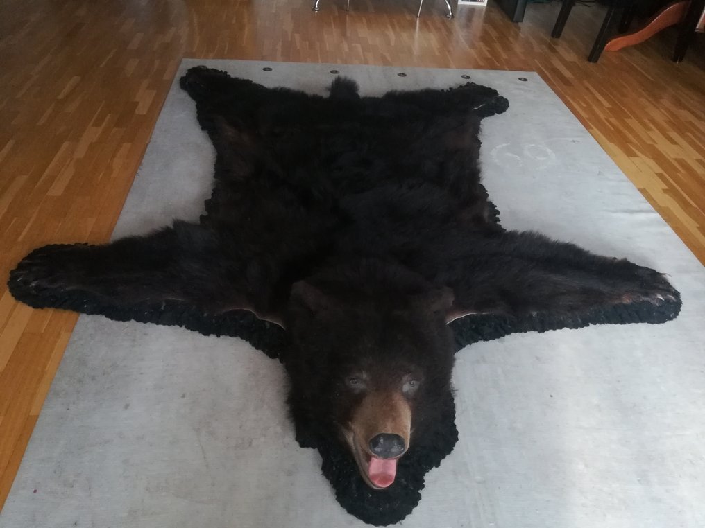 Észak-amerikai fekete medve bõr fejjel, nemezbõl álló - - Catawiki