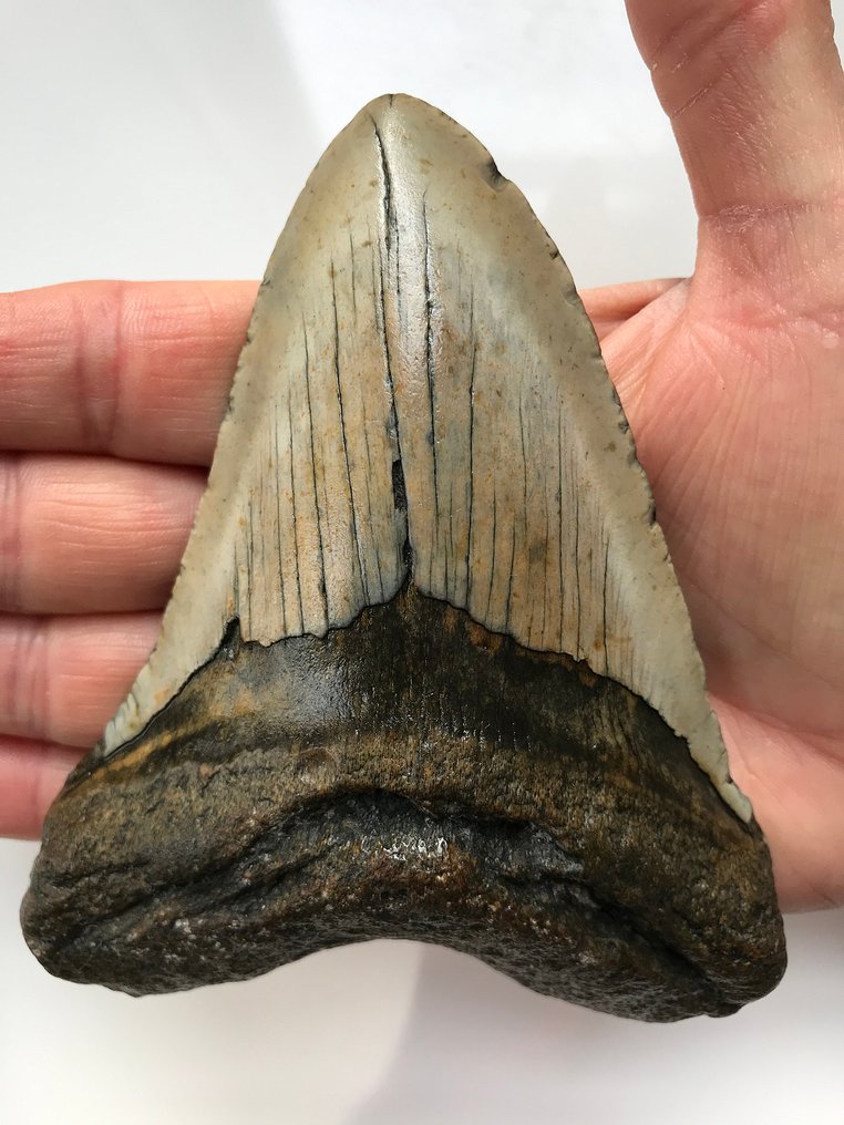 化石巨齿鲨 - 牙齿12.4厘米(4.88英寸) - carcharocles megalodon