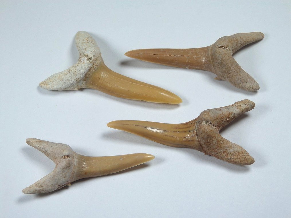 Giant goblin shark teeth - Teeth - Striatolamna striata - Catawiki