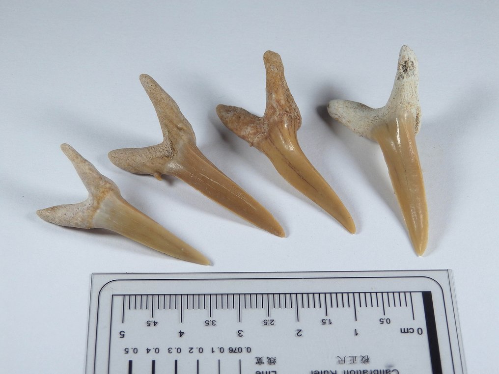 Giant goblin shark teeth - Teeth - Striatolamna striata - Catawiki