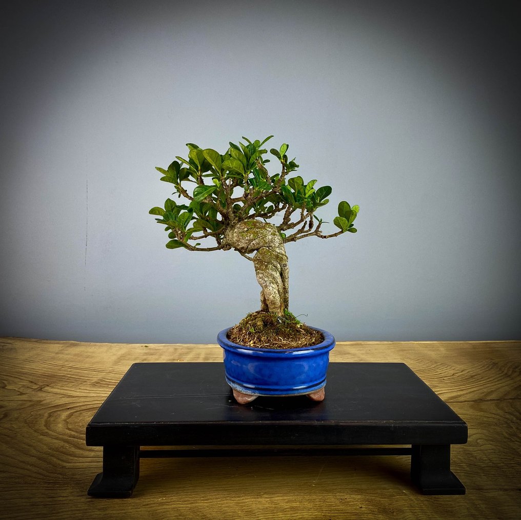 Gardenia Jasminoides Bonsai