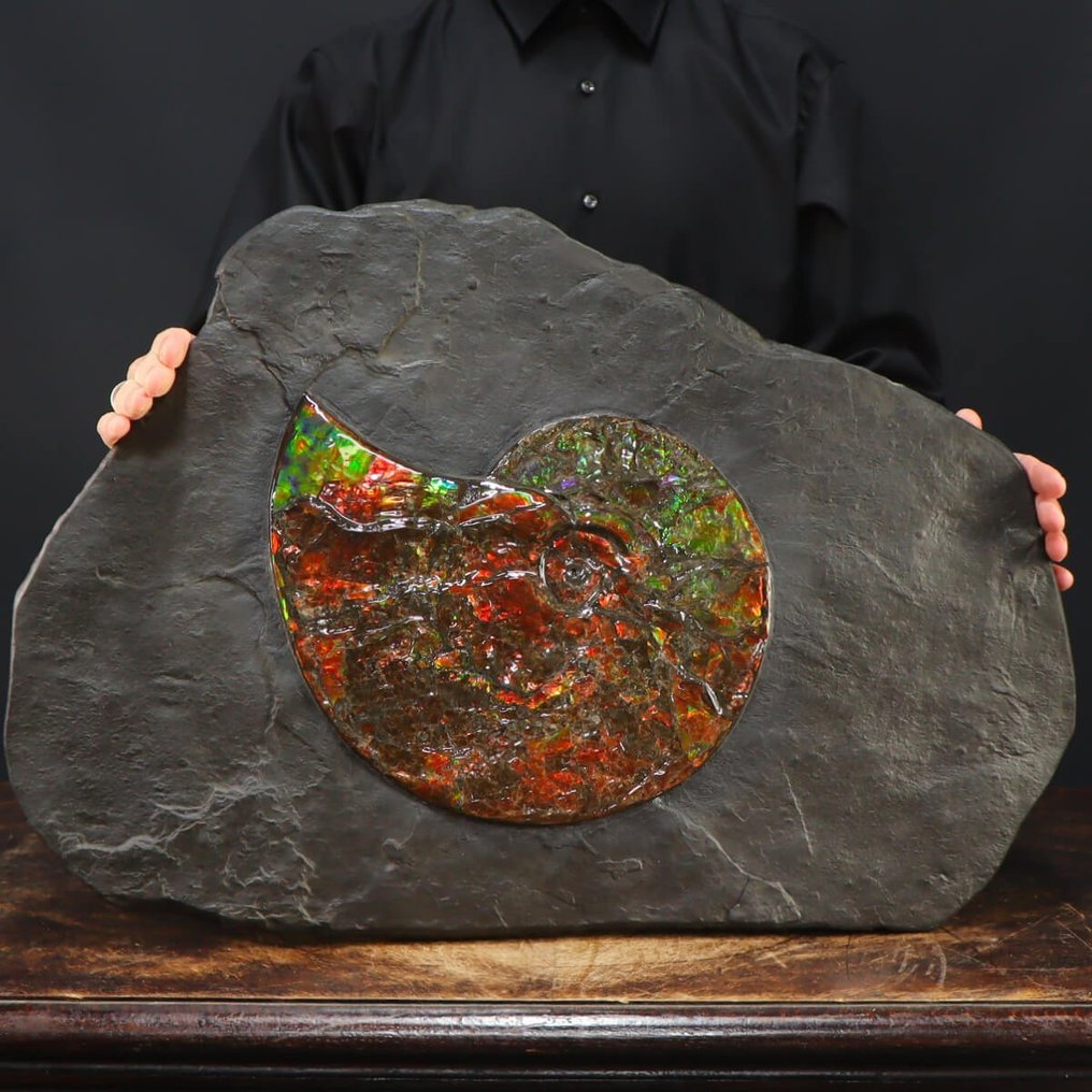 Ammolite - Colorful Large Ammonite Ammolite - 640×440×30 mm - Catawiki