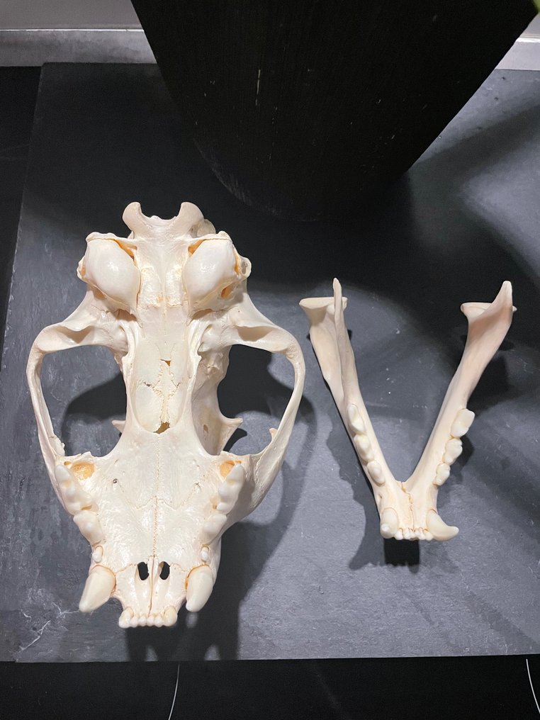 Cougar Skull Puma concolor (with Import Ref.) 10×15×24 Catawiki