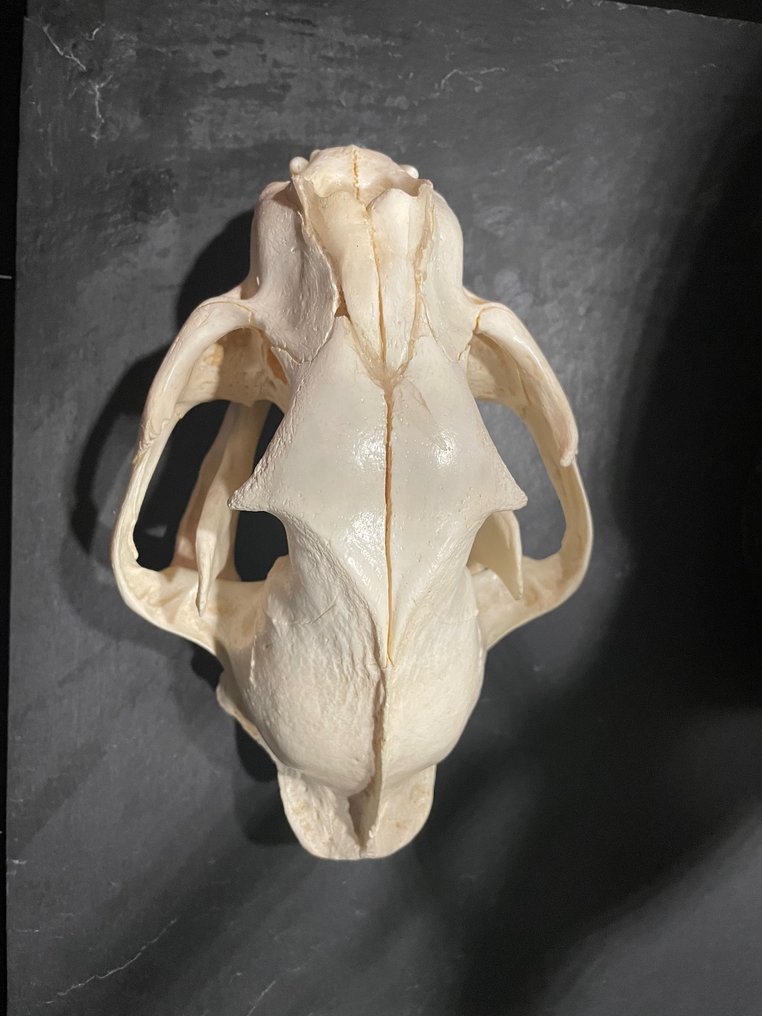 Cougar Skull Puma concolor (with Import Ref.) 10×15×24 Catawiki