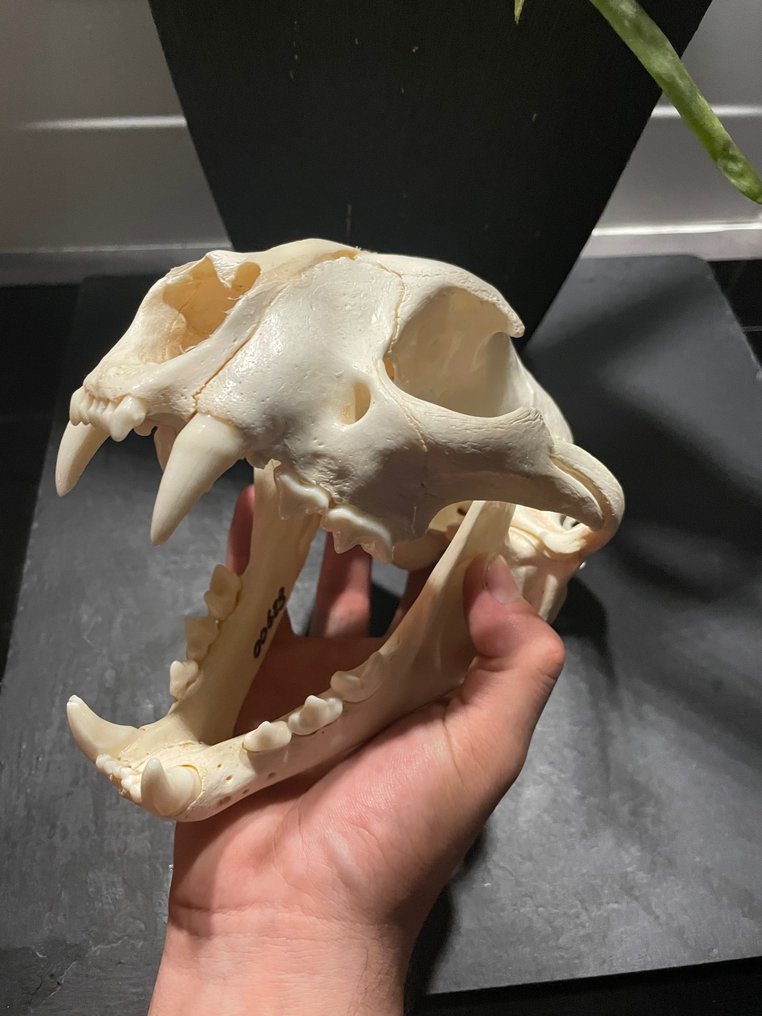 Cougar Skull Puma concolor (with Import Ref.) 10×15×24 Catawiki