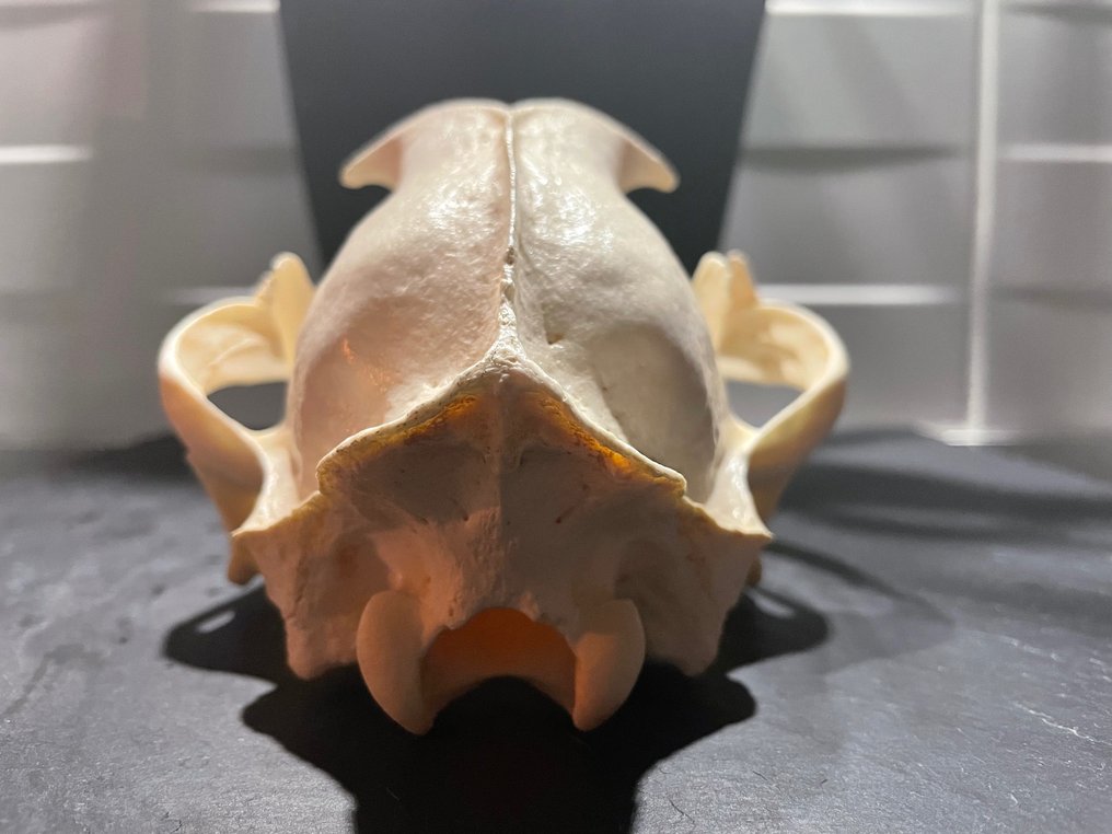 Cougar Skull Puma concolor (with Import Ref.) 10×15×24 Catawiki