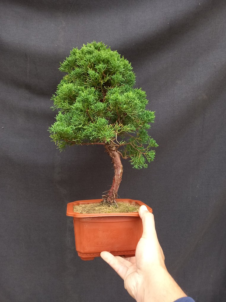 Juniper bonsai (Juniperus) 37×18 cm Japan Catawiki