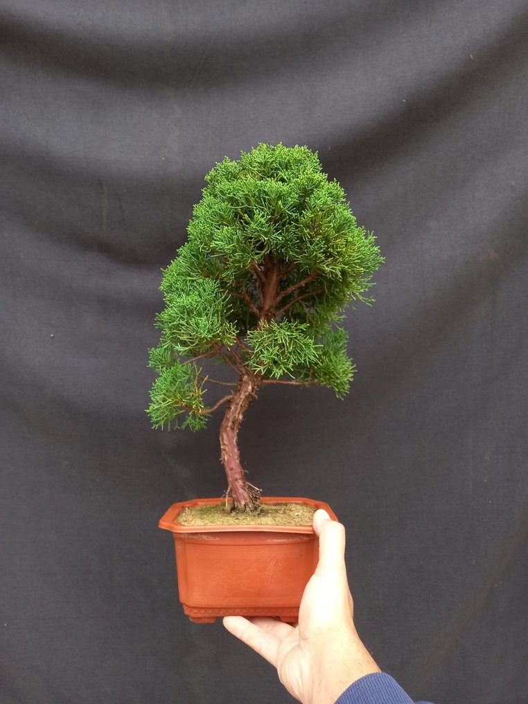 Juniper bonsai (Juniperus) 37×18 cm Japan Catawiki