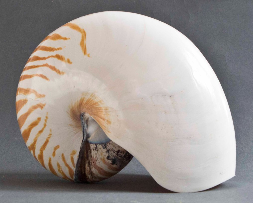 Nautilus XXL - Nautilus pompilius - 235×180×108 mm - Catawiki