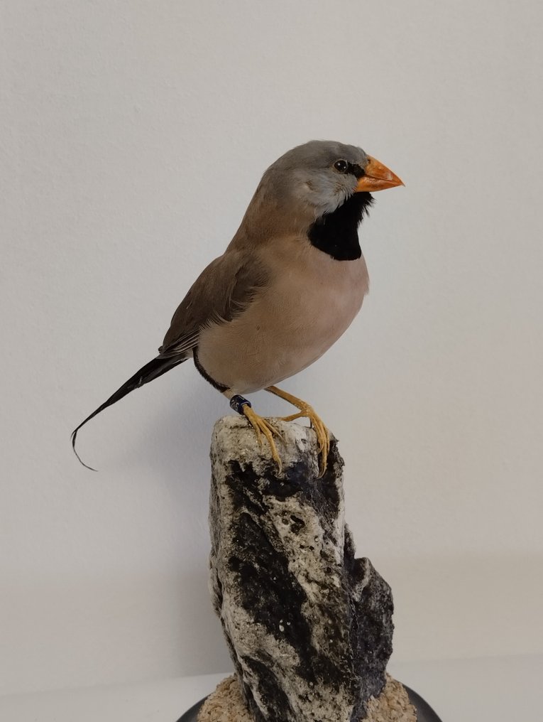 Longtailed Finch Poephila acuticauda (with closed ring) Catawiki