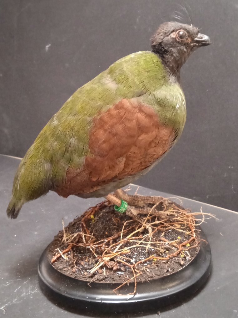 Crested Partridge, aka Roul-roul - Rollulus rouloul (with - Catawiki